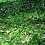 фото Стеклобой зеленый тарный(ЗС)